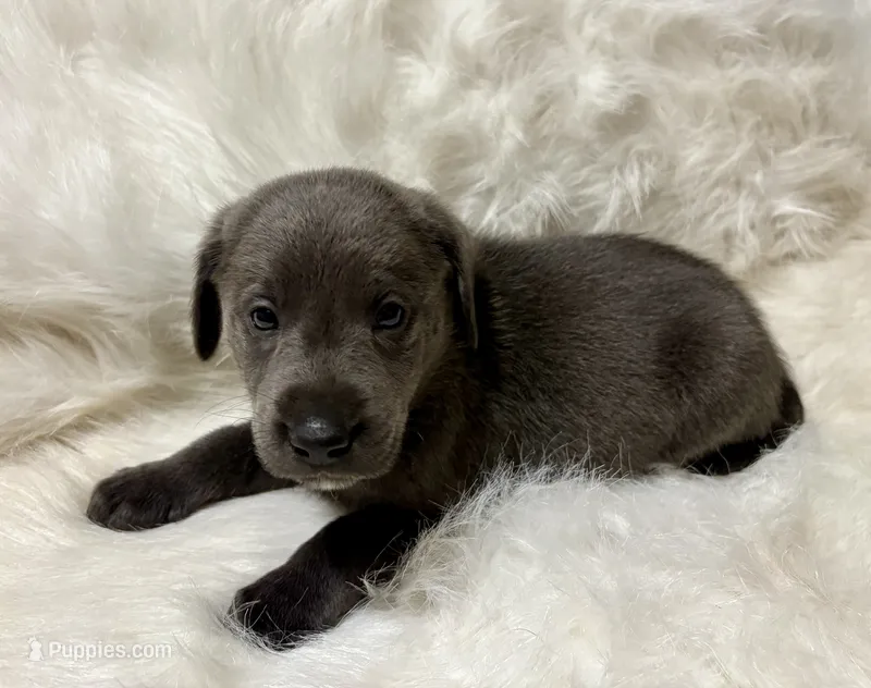 Kole  – Labrador Retriever puppy for sale in Centralia, IL