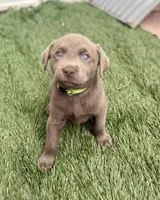 Bentley, a male Labrador Retriever for sale in Centralia, IL – 5 of 6