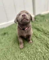 Daisy, a female Labrador Retriever for sale in Centralia, IL – 2 of 7