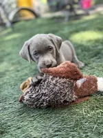 Bella, a female Labrador Retriever for sale in Centralia, IL – 3 of 4