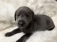 Kole , a male Labrador Retriever for sale in Centralia, IL – 5 of 6