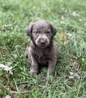  Nikki , a female Labrador Retriever for sale in Centralia, IL – 6 of 8