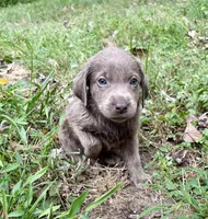 Lucy , a female Labrador Retriever for sale in Centralia, IL – 6 of 9