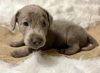 Magnum, a male Labrador Retriever for sale in Centralia, IL – 2 of 6