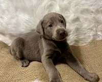 Magnum, a male Labrador Retriever for sale in Centralia, IL – 5 of 6