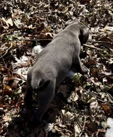 Raven, a female Labrador Retriever for sale in Centralia, IL – Photo 3 of 8