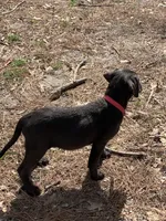 Raven, a female Labrador Retriever for sale in Centralia, IL – Photo 6 of 10