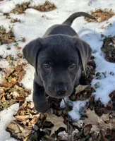 Raven, a female Labrador Retriever for sale in Centralia, IL – Photo 1 of 8