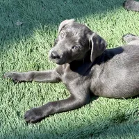 Raven, a female Labrador Retriever for sale in Centralia, IL – Photo 1 of 10