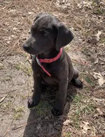 Raven, a female Labrador Retriever for sale in Centralia, IL – Photo 5 of 10