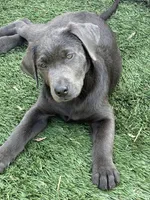 Raven, a female Labrador Retriever for sale in Centralia, IL – Photo 10 of 10