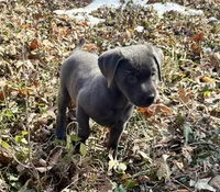 Raven, a female Labrador Retriever for sale in Centralia, IL – Photo 2 of 8