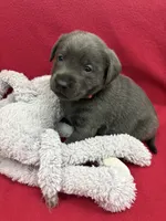 Raven, a female Labrador Retriever for sale in Centralia, IL – Photo 8 of 8