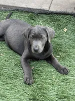 Raven, a female Labrador Retriever for sale in Centralia, IL – Photo 9 of 10