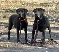 Raven, a female Labrador Retriever for sale in Centralia, IL – Photo 2 of 10