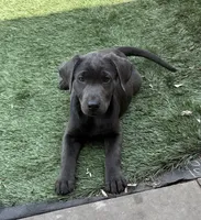 Raven, a female Labrador Retriever for sale in Centralia, IL – Photo 8 of 10