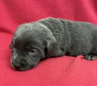 Raven, a female Labrador Retriever for sale in Centralia, IL – Photo 6 of 8