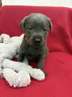 Raven, a female Labrador Retriever for sale in Centralia, IL – Photo 5 of 8