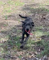 Raven, a female Labrador Retriever for sale in Centralia, IL – Photo 7 of 10