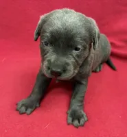 Raven, a female Labrador Retriever for sale in Centralia, IL – Photo 4 of 8
