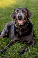 Raven, a female Labrador Retriever for sale in Centralia, IL – Photo 3 of 10