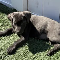Raven, a female Labrador Retriever for sale in Centralia, IL – Photo 4 of 10