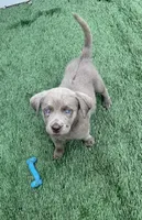 Daisy, a female Labrador Retriever for sale in Centralia, IL – 5 of 7