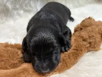 Charlie , a male Labrador Retriever for sale in Centralia, IL – 6 of 8