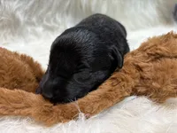 Charlie , a male Labrador Retriever for sale in Centralia, IL – 7 of 8