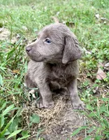 Lucy , a female Labrador Retriever for sale in Centralia, IL – 2 of 9