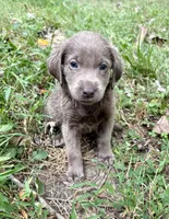 Lucy , a female Labrador Retriever for sale in Centralia, IL – 9 of 9