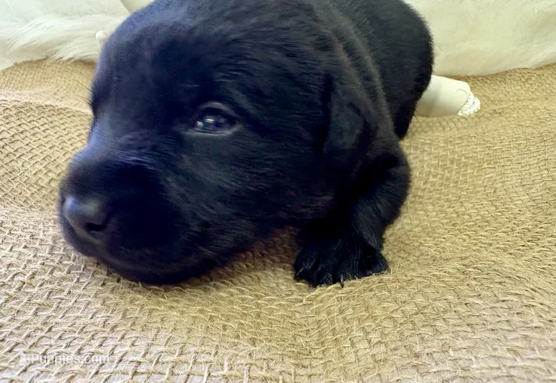 Max  – Labrador Retriever puppy for sale in Centralia, IL