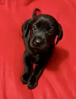Midnight , a female Labrador Retriever for sale in Centralia, IL – 4 of 5