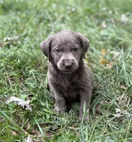  Nikki , a female Labrador Retriever for sale in Centralia, IL – 5 of 8