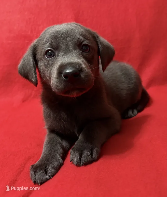 Sofia  – Labrador Retriever puppy for sale in Centralia, IL