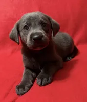 Sofia , a female Labrador Retriever for sale in Centralia, IL – 1 of 7