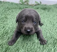 Coal , a male Labrador Retriever for sale in Centralia, IL – 2 of 6