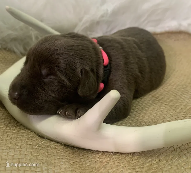 Remi – Labrador Retriever puppy for sale in Centralia, IL
