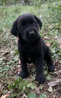 Buddy , a male Labrador Retriever for sale in Centralia, IL – 3 of 8