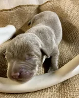 Bullet , a male Labrador Retriever for sale in Centralia, IL – 5 of 6