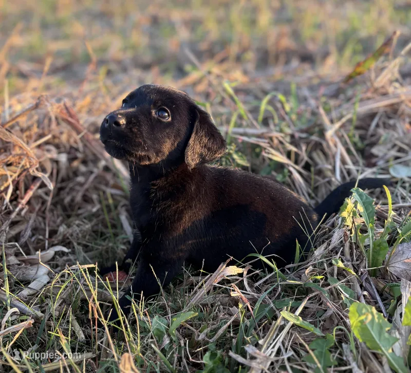 Midnight  – Labrador Retriever puppy for sale in Centralia, IL