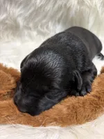 Charlie , a male Labrador Retriever for sale in Centralia, IL – 8 of 8