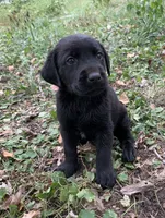 Buddy , a male Labrador Retriever for sale in Centralia, IL – 6 of 8