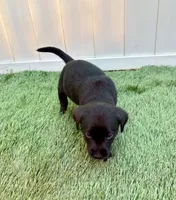 Ash , a male Labrador Retriever for sale in Centralia, IL – 5 of 10