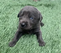 Coal , a male Labrador Retriever for sale in Centralia, IL – 3 of 6