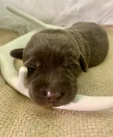 Remi, a female Labrador Retriever for sale in Centralia, IL – 4 of 7