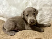 Magnum, a male Labrador Retriever for sale in Centralia, IL – 4 of 6