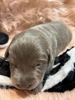 Bella , a female Labrador Retriever for sale in Centralia, IL – 7 of 7