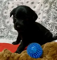 Sofia , a female Labrador Retriever for sale in Centralia, IL – 2 of 4
