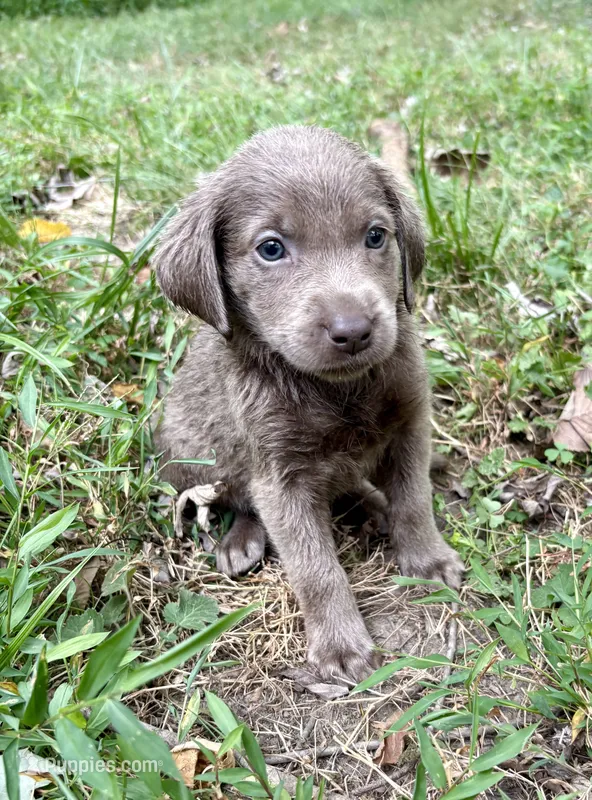 Lucy  – Labrador Retriever puppy for sale in Centralia, IL